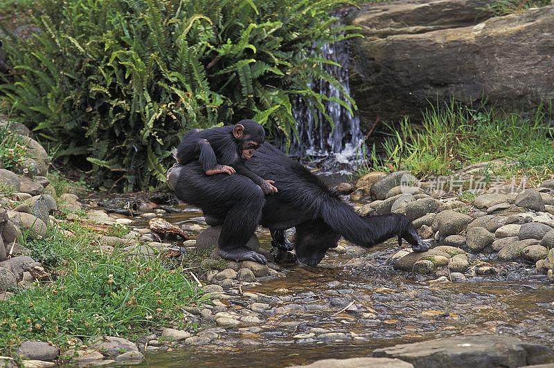 Chimpanzee, pan troglodytes, Mother Drinking, carrying Young on its back